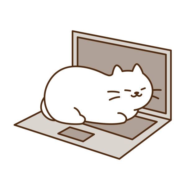 internet cat